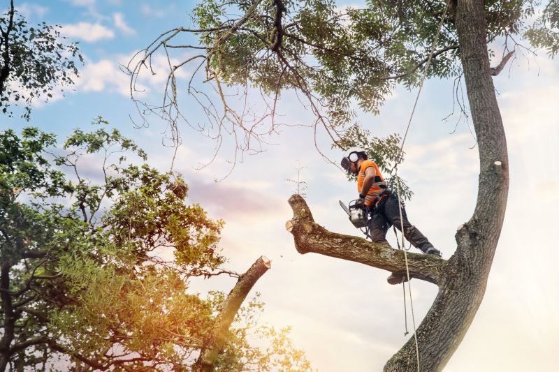 Expert Tree Service Providers